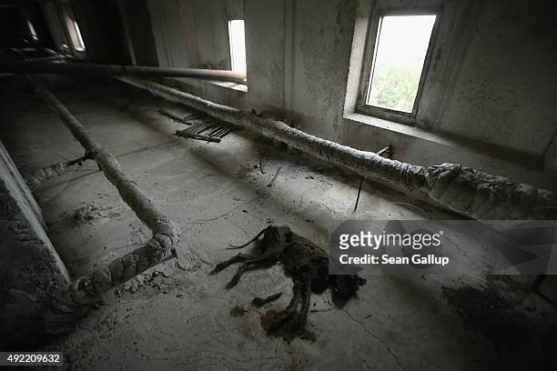 The carcass of a dog lies in a facilities room of an abandoned 16-storey aparment building on September 29, 2015 in Pripyat, Ukraine. Pripyat lies...