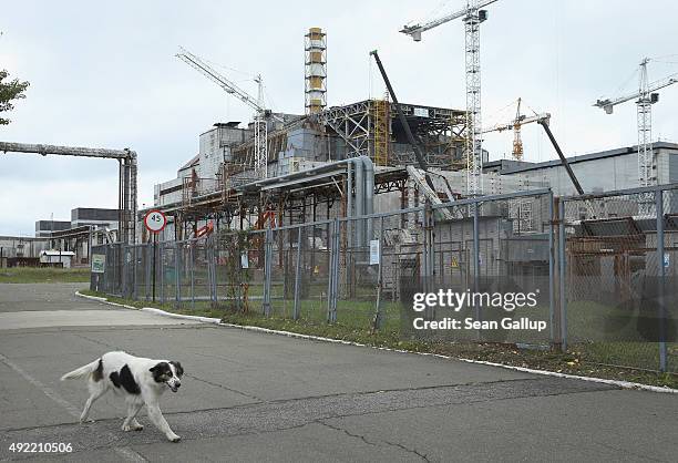 Stray dog dubbed Ivanich by local employees walks past the remains of reactor number four at the former Chernobyl nuclear power plant on September...