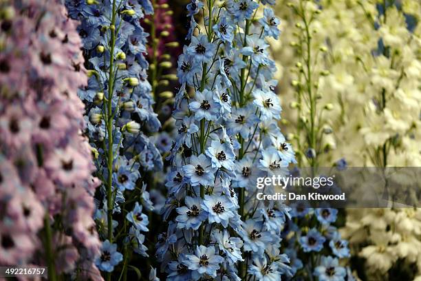 Delphinium are displayed on a stand at the 2014 Chelsea Flower Show at Royal Hospital Chelsea on May 19, 2014 in London, England. The prestigious...