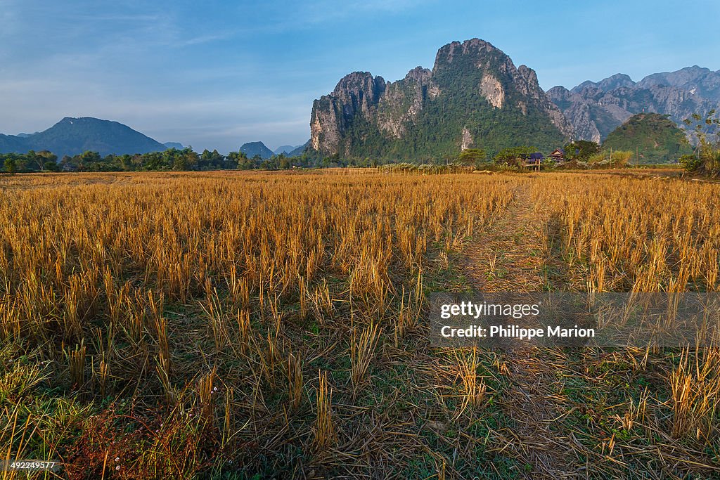 Harvested ricefield at sunset - Vang Vieng, Laos