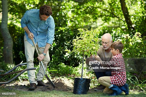 family gardening in park - family planting tree foto e immagini stock