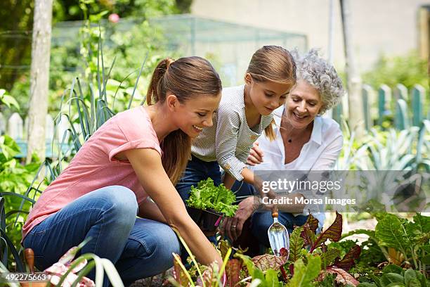 family gardening together in yard - gardening family stock pictures, royalty-free photos & images