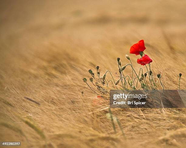 standing tall - tall poppy stock pictures, royalty-free photos & images