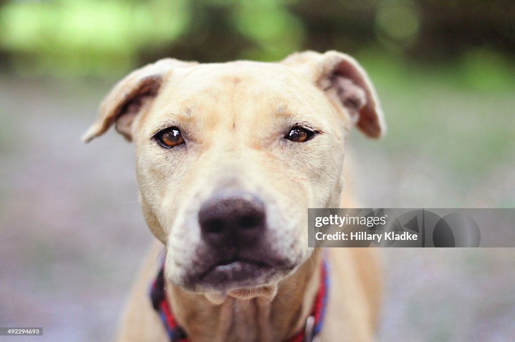 Senior Lab Mix