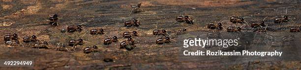 termites - colônia grupo de animais - fotografias e filmes do acervo