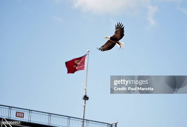 The Boston College Eagle flies over the Boston College 138th Annual Commencement Exercises on May 19, 2014 in Boston, Massachusetts.