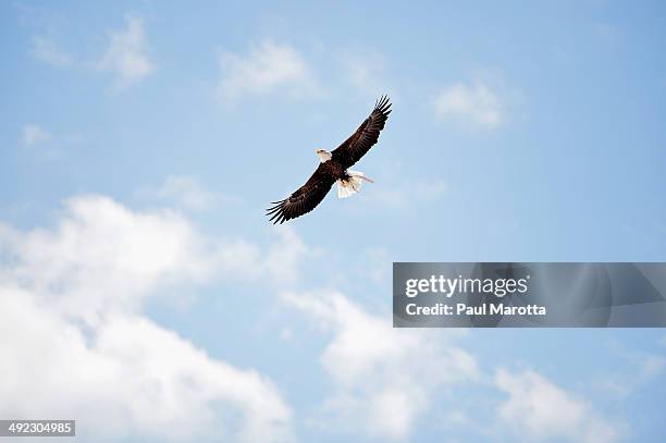 The Boston College Eagle flies over the Boston College 138th Annual Commencement Exercises on May 19, 2014 in Boston, Massachusetts.