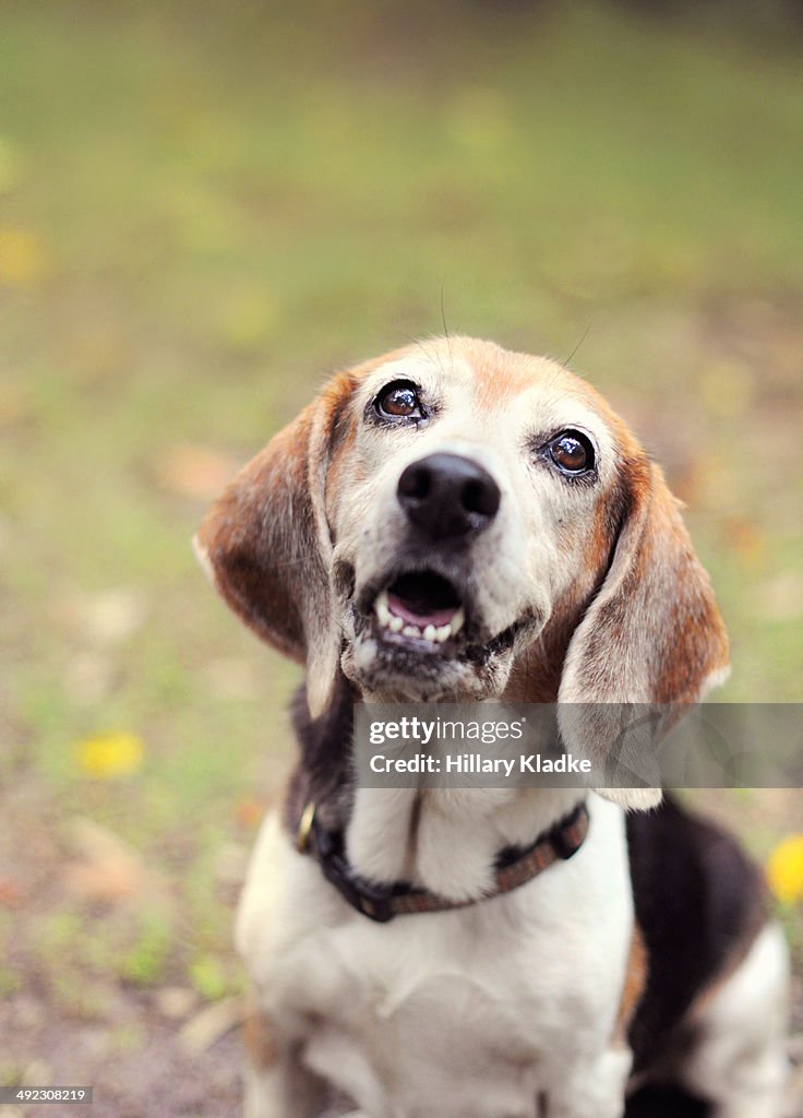 Beagle smiles