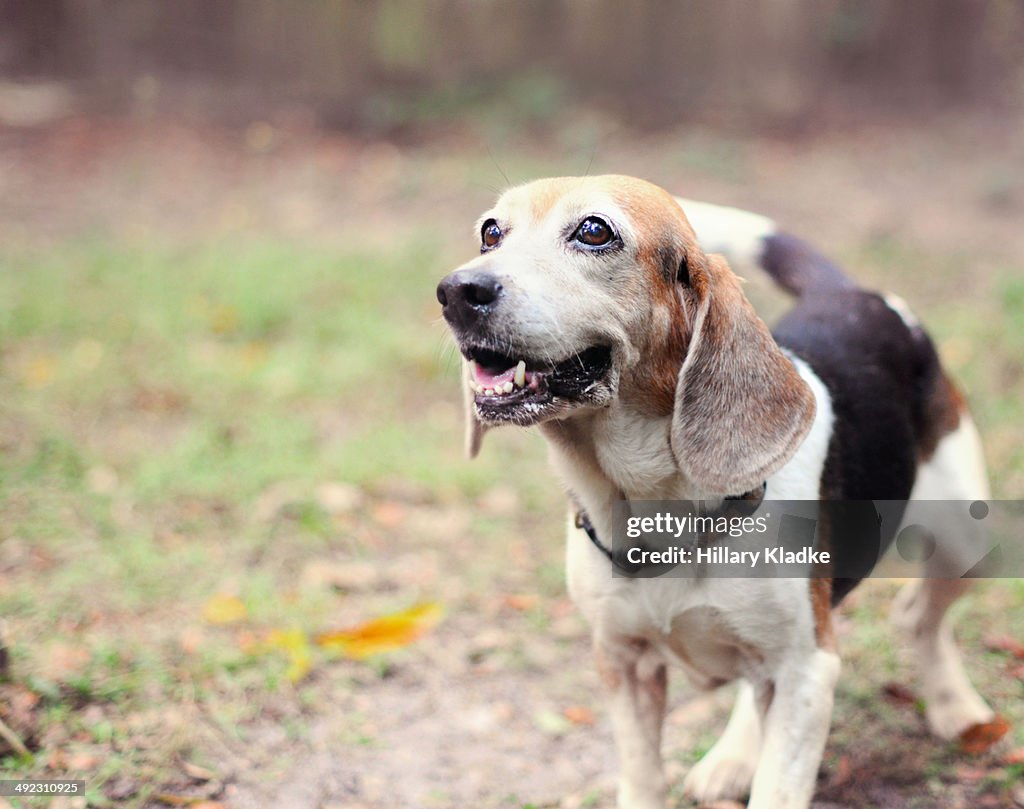 Beagle wagging tail