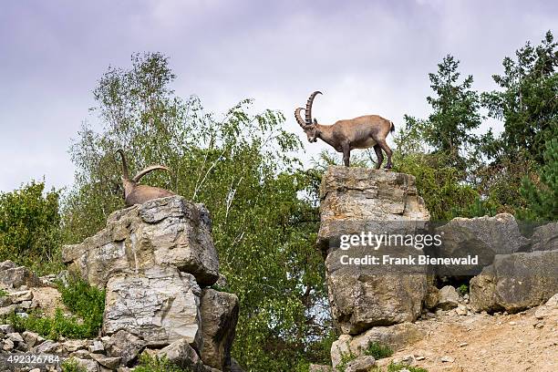 Two male Ibex are sitting and standing on rocks at the zoo.