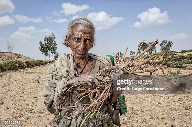 Old Ethiopian woman with a bunch of firewood.