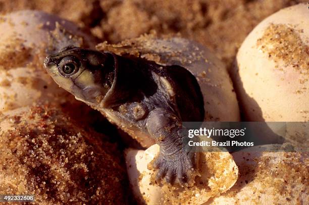 Green turtle hatching from the egg in Roraima State, Amazon rainforest, Brazil.