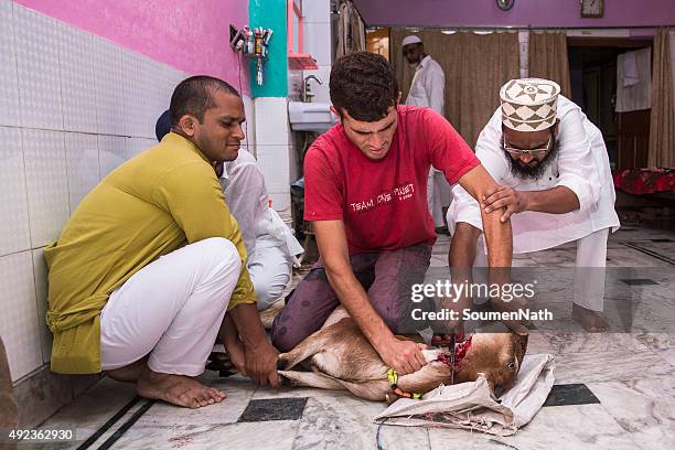 animals being sacrificed to mark eid ul-adha. - indian muslims celebrate eid ul fitr stockfoto's en -beelden