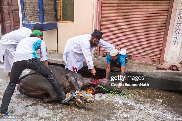 animals being sacrificed to mark eid ul-adha. - indian muslims celebrate eid ul fitr stockfoto's en -beelden