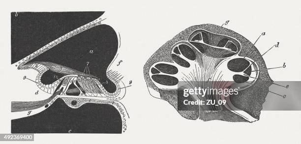 human ear, cochela and organ of corti, published in 1884 - inner ear stock illustrations