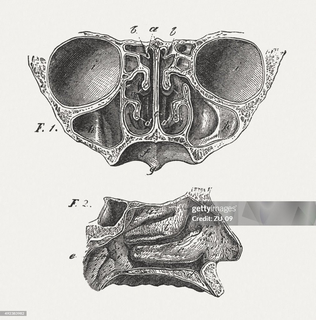 Nose of man, Paranasal Sinuses, published in 1884