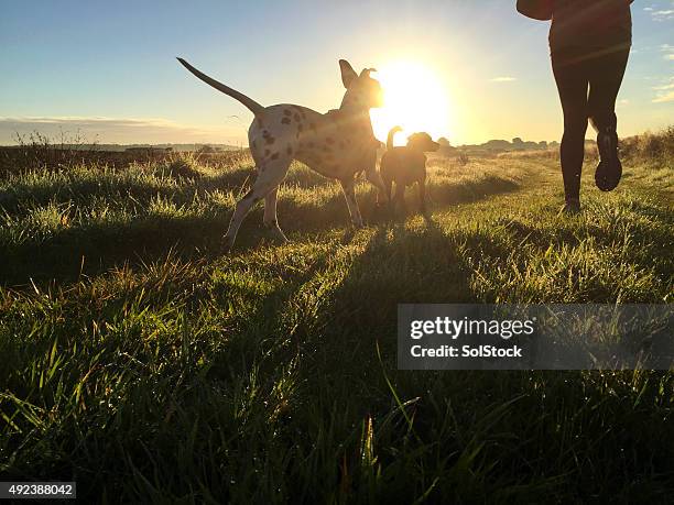 joggen am morgen mit den hunden - low concept stock-fotos und bilder