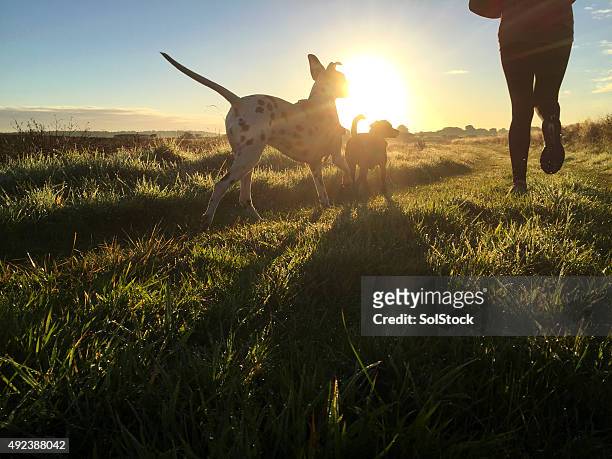 morning jog with the dogs - rural health stock pictures, royalty-free photos & images