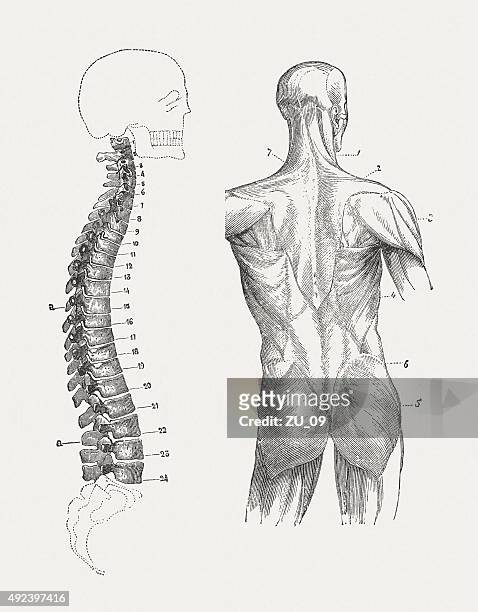 脊椎と背中の筋肉の男性に創刊 1884 - 動物の筋肉点のイラスト素材／クリップアート素材／マンガ素材／アイコン素材