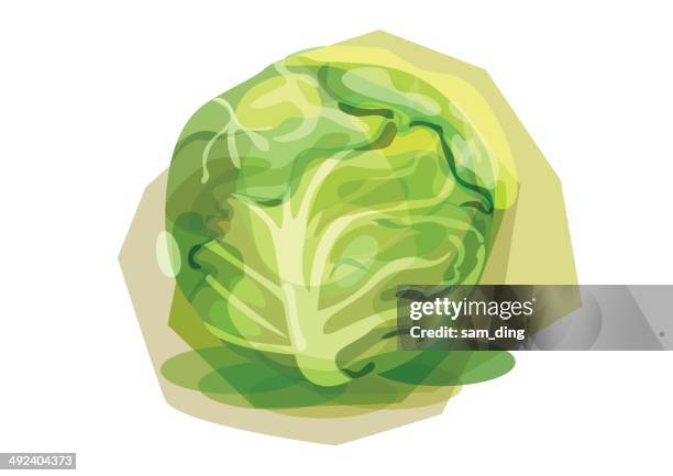 cabbage - cabbage isolated stock illustrations