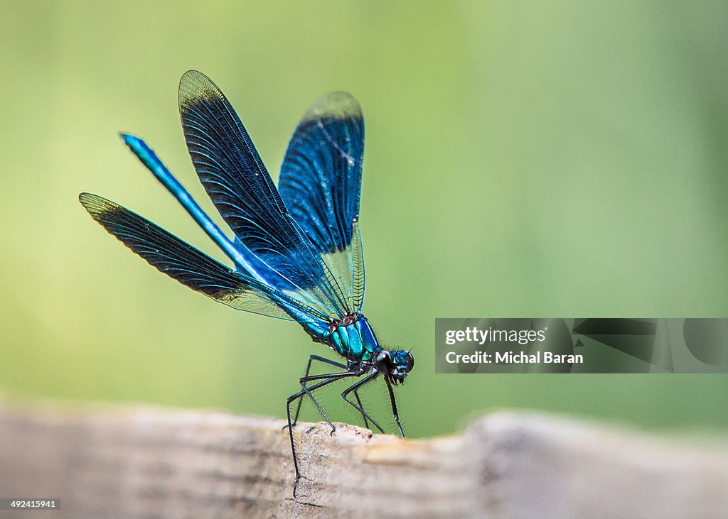 Blue Dragonfly closeup