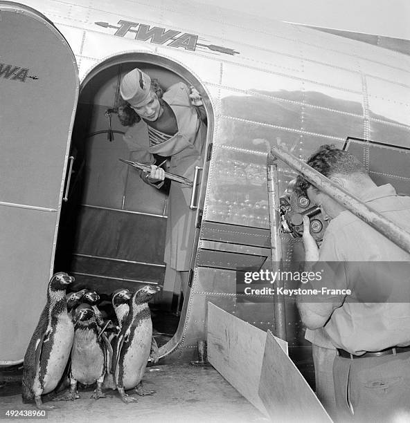 Six petits pingouins photographies devant un avion de la TWA, New York, Etats Unis.