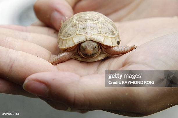 Trainer holds a three-week-old albinos turtle Boettgeri at the Turtle Valley animal park in Sorede on October 13, 2015. AFP PHOTO / RAYMOND ROIG