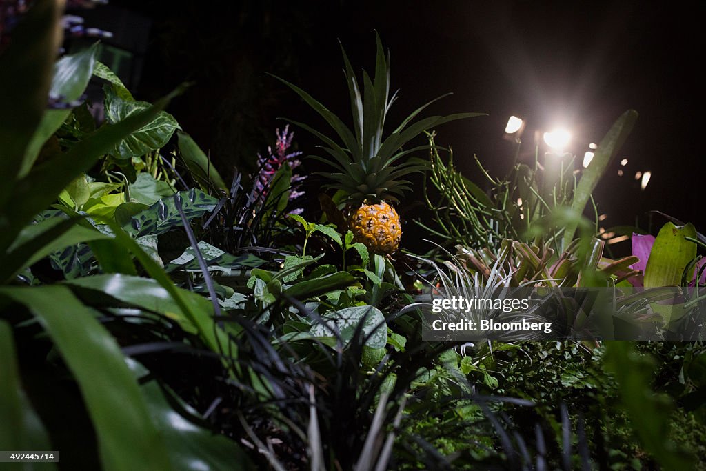 A Look Inside the Lowline, New York City's First Underground Park