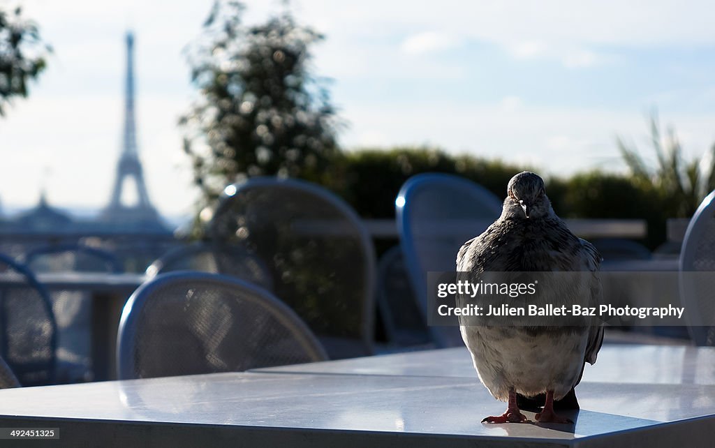 Proud pigeon