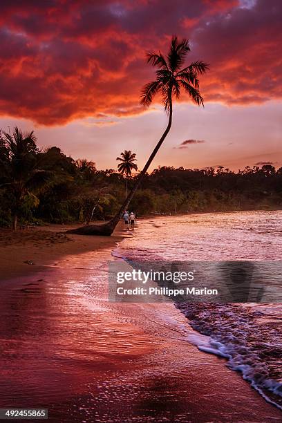 Sunrise over palm tree in Bahia Drake, Costa Rica