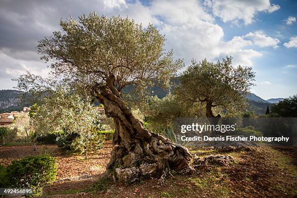 old olive tree - valldemossa stock pictures, royalty-free photos & images