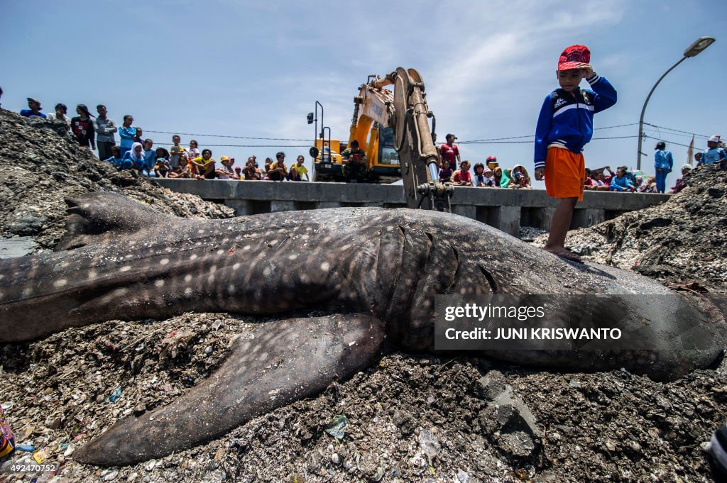 INDONESIA-ENVIRONMENT-WHALE-SHARK