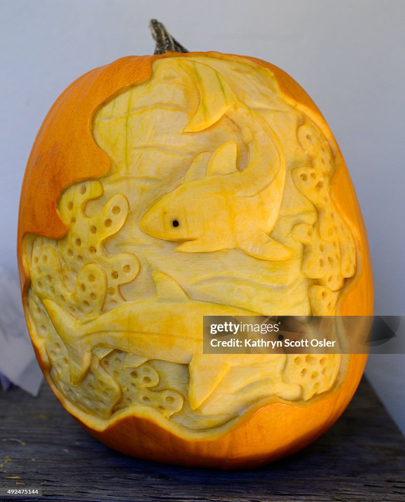 Jack-o'-lantern carving at the Denver Botanic Gardens.