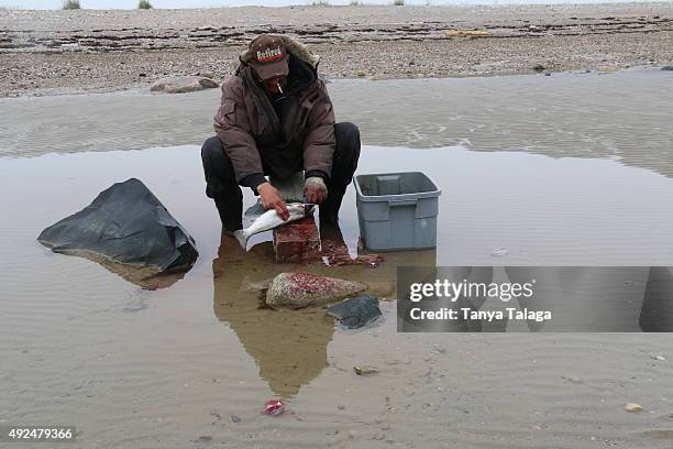 First Nations Fish Net Peawanuck First Nation Photos and Premium High Res Pictures - Getty Images