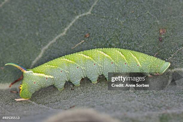 lime hawk moth (mimas tiliae) - lime hawk moth stock pictures, royalty-free photos & images