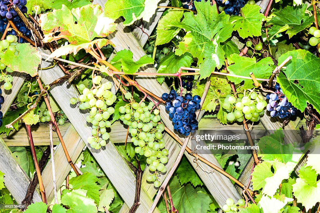 Uvas