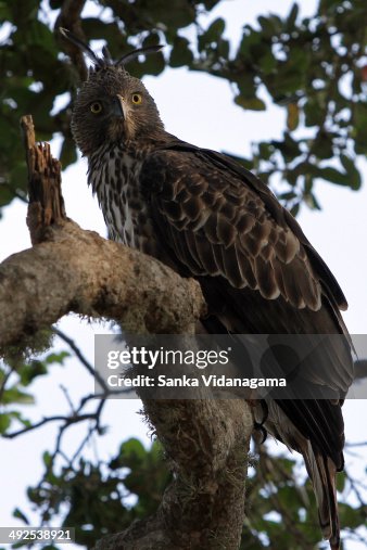A Hawk-Eagle or Changeable Hawk-eagle on a tree. A Hawk-Eagle or Changeable Hawk-eagle on a tree.