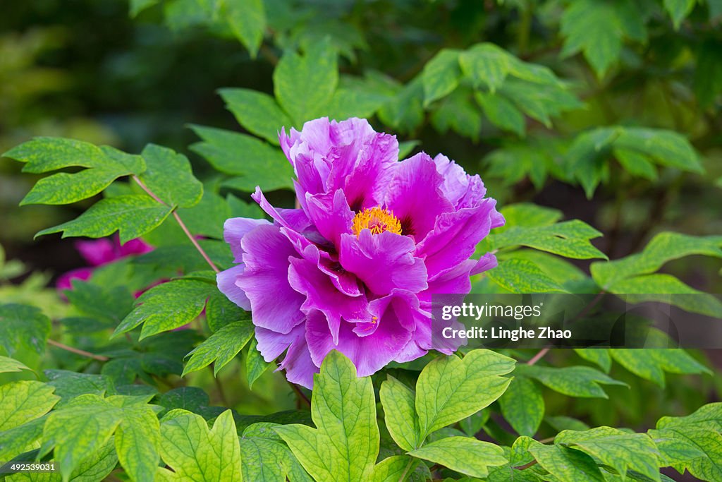 Peony in the park