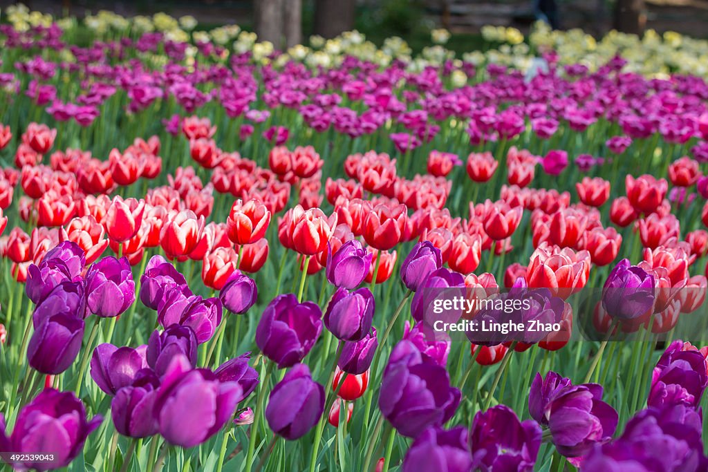 Tulips in the park.