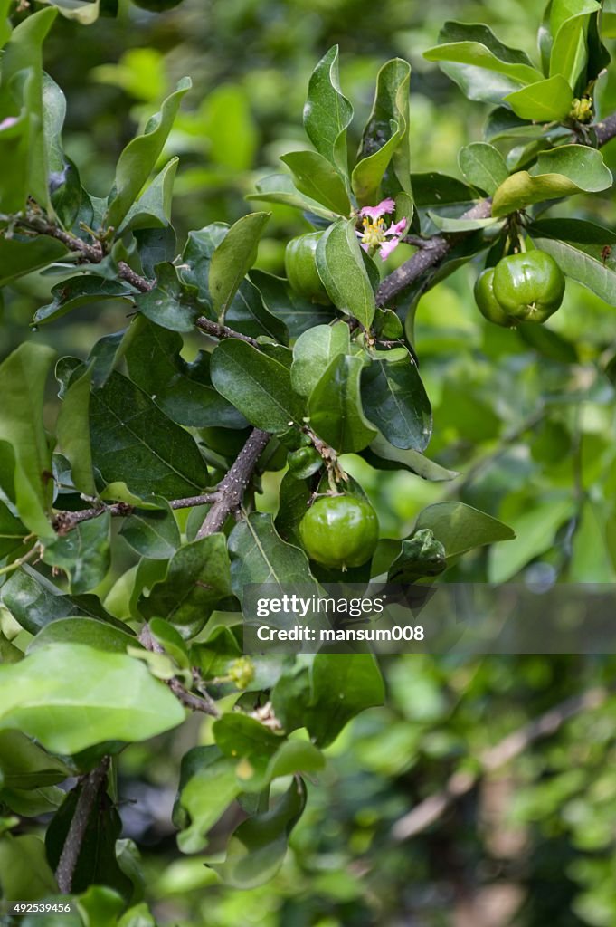 Green acerola cherry tree