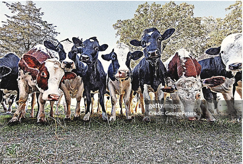 Kühe In einer Reihe