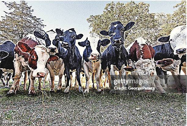 cows in a row - holstein friesian cattle stock illustrations
