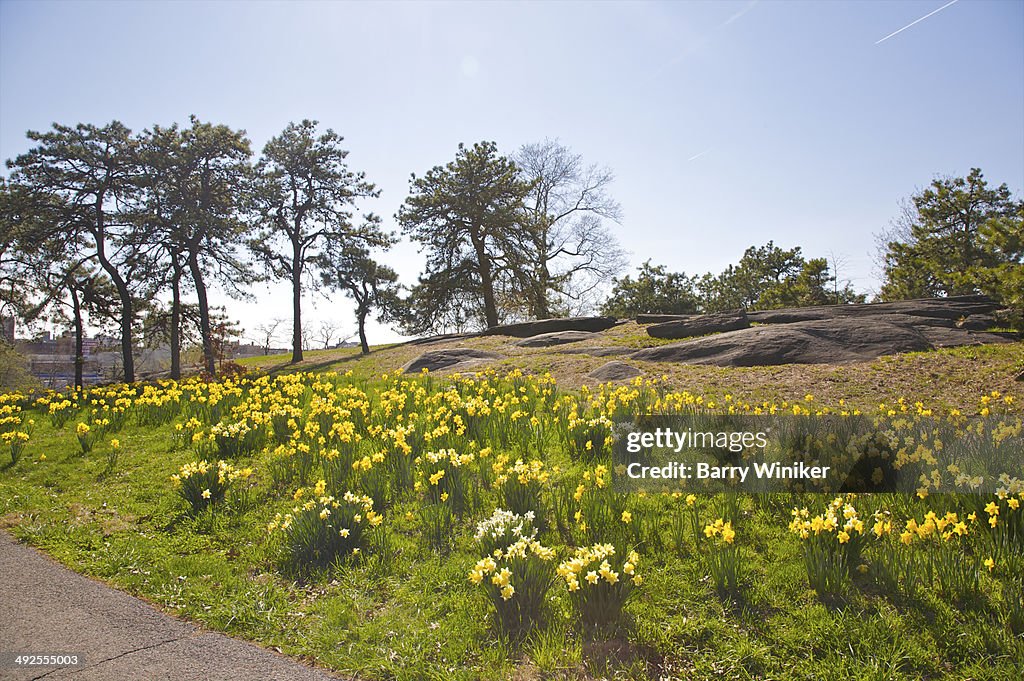 Clumps of yellow narcissus below boulders in park