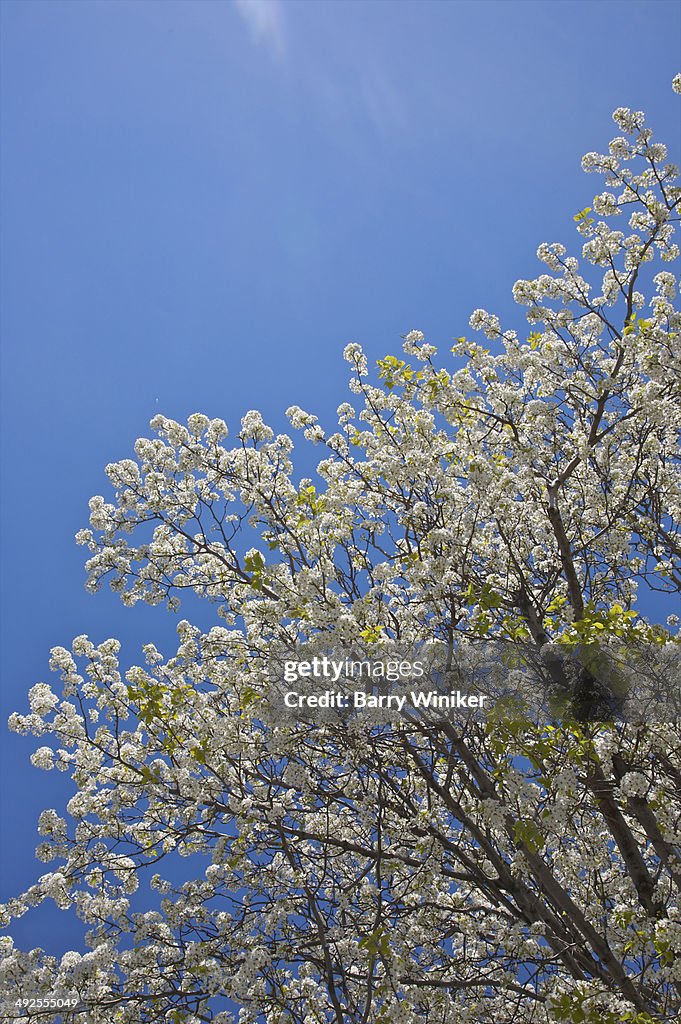 Tree with white blooms against blue sky