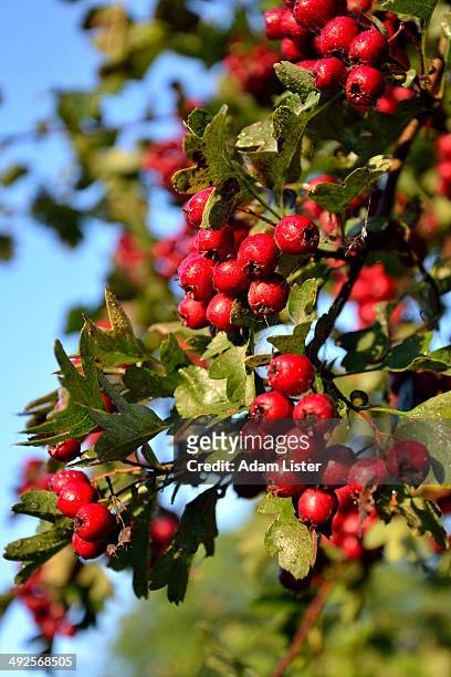 red autumn berries - adam berry stockfoto's en -beelden