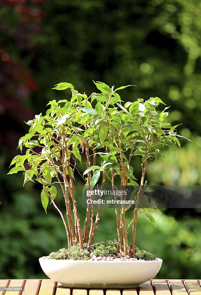 Weeping fig bonsai tree group (ficus benjamina natasja), white pot
