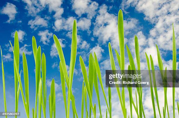 Alberta Fresh Spring 187 Spring Farm Alberta Stock Photos, High-Res Pictures, and Images ...