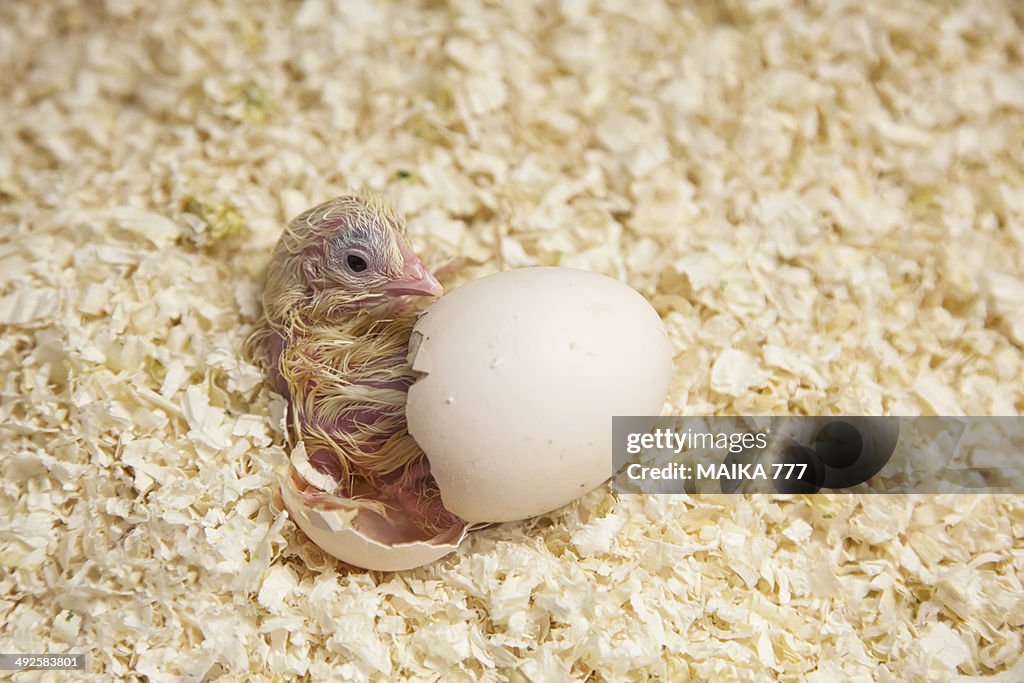 Newly hatched chick beginning to emerge from egg