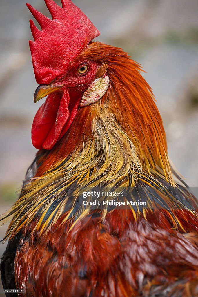 A rooster, showing wattles, earlobes and comb