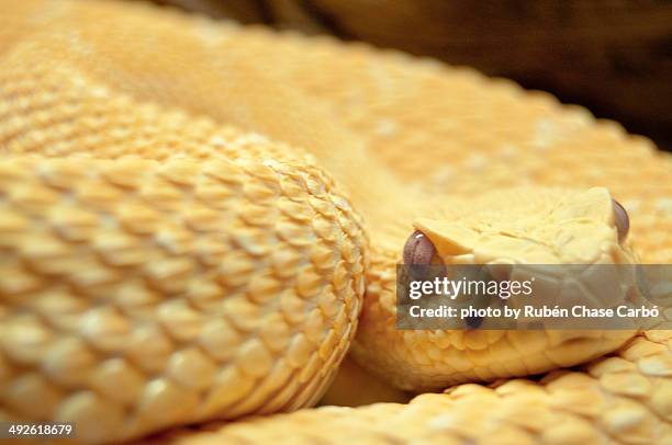 224 Albine Stock Photos, High-Res Pictures, and Images - Getty Images